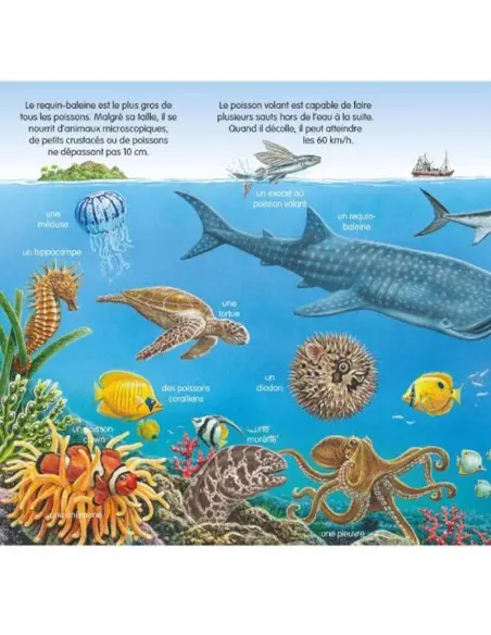 L’imagerie des tout-petits: La mer 0 - 3 ans - Editions