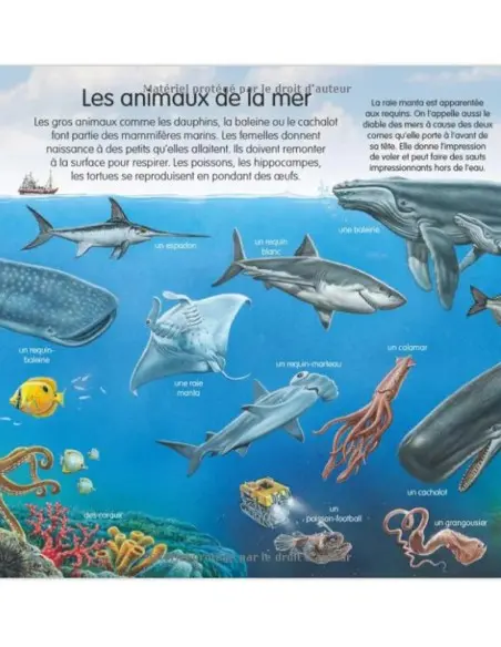 L’imagerie des tout-petits: La mer 0 - 3 ans - Editions