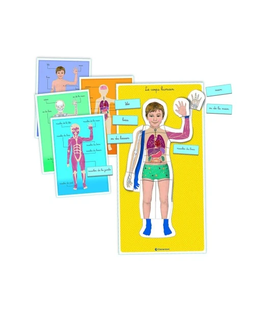 Clementoni Education The human body from 3 to 6 years 2
