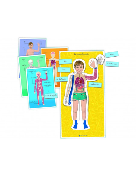 Clementoni Education Le corps humain 3-6ans 3 - 5 ans -