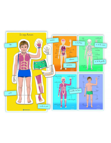 Clementoni Education Le corps humain 3-6ans 3 - 5 ans -